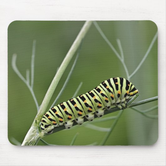 Raupe, Dovetail, Insekt Mousepad (Vorne)