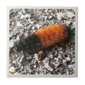 Raupe Fliese (Vorderseite)