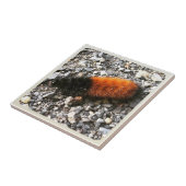 Raupe Fliese (Seite)