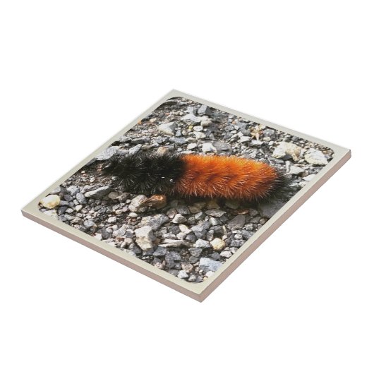 Raupe Fliese (Seite)