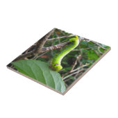 Raupe Fliese (Seite)