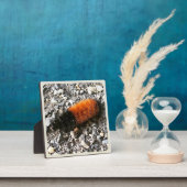 Raupe Fotoplatte (InSitu)