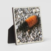 Raupe Fotoplatte (Vorderseite)