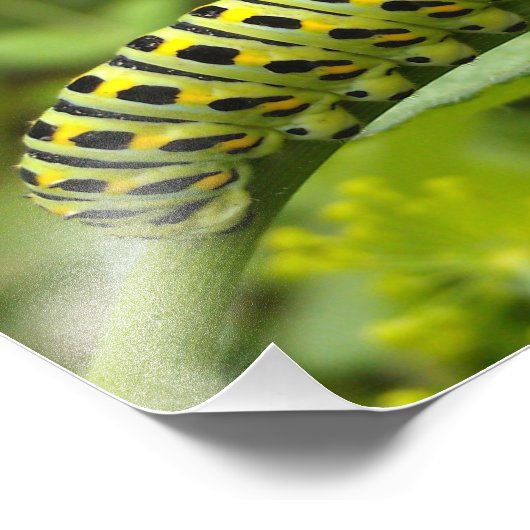 Raupe für das östliche Tiger-Frack Fotodruck (Ecke)