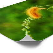 Raupe Gelbe Wollwurm Insekten Poster (Ecke)