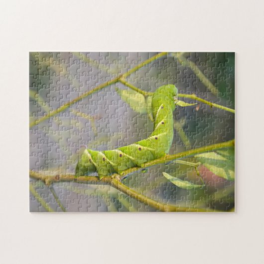 Raupe Guyana Puzzle (Horizontal)