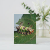Raupe isst ein Leaf Postkarte (Stehend Vorderseite)
