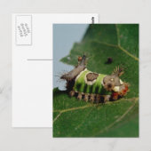 Raupe isst ein Leaf Postkarte (Vorne/Hinten)