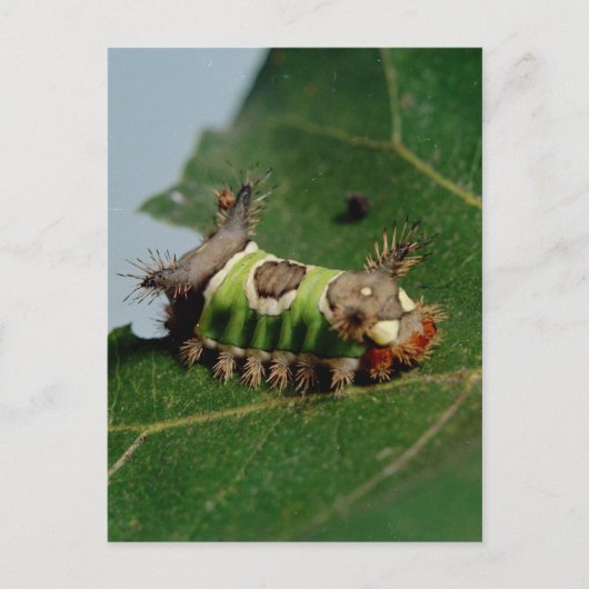 Raupe isst ein Leaf Postkarte (Vorderseite)