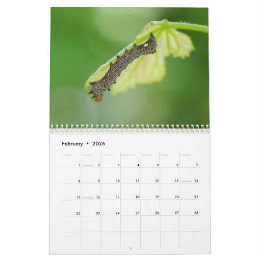 Raupe Kalender (Feb 2026)