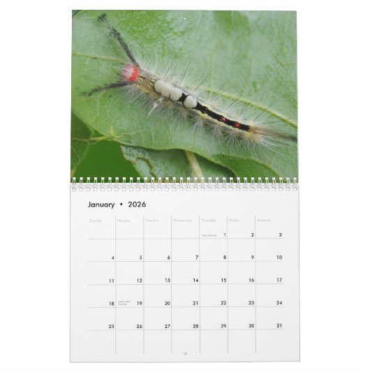 Raupe Kalender (Jan 2026)