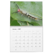 Raupe Kalender (Jan 2027)