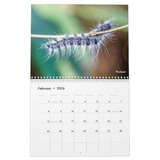 Raupe Kalender (Feb 2026)