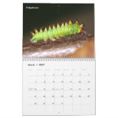 Raupe Kalender (Mär 2027)