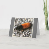 Raupe Karte (Vorderseite)