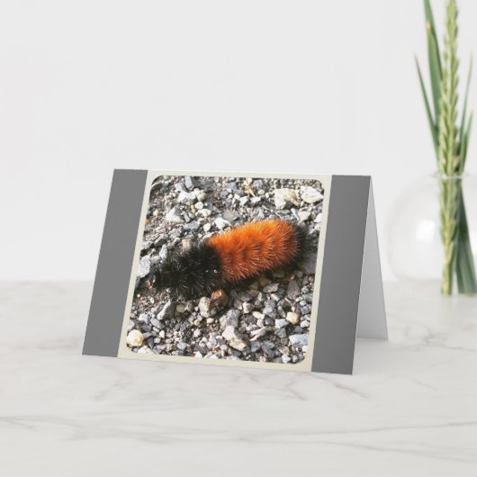 Raupe Karte (Vorderseite)