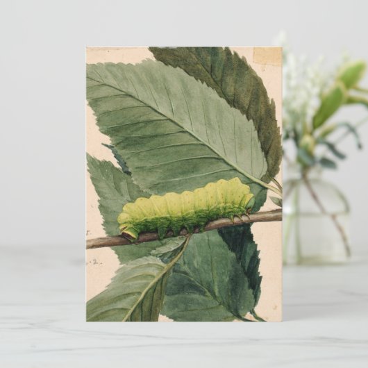 Raupe Lunar | Abbott Handerson Thayer (Stehend Vorderseite)