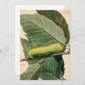 Raupe Lunar | Abbott Handerson Thayer (Vorne/Hinten)