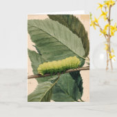 Raupe Lunar | Abbott Handerson Thayer Karte (Gelbe Blume)