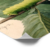 Raupe Lunar | Abbott Handerson Thayer Poster (Ecke)