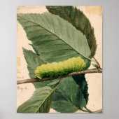 Raupe Lunar | Abbott Handerson Thayer Poster (Vorne)