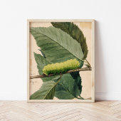 Raupe Lunar | Abbott Handerson Thayer Poster