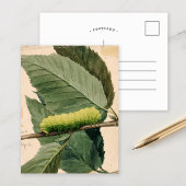 Raupe Lunar | Abbott Handerson Thayer Postkarte