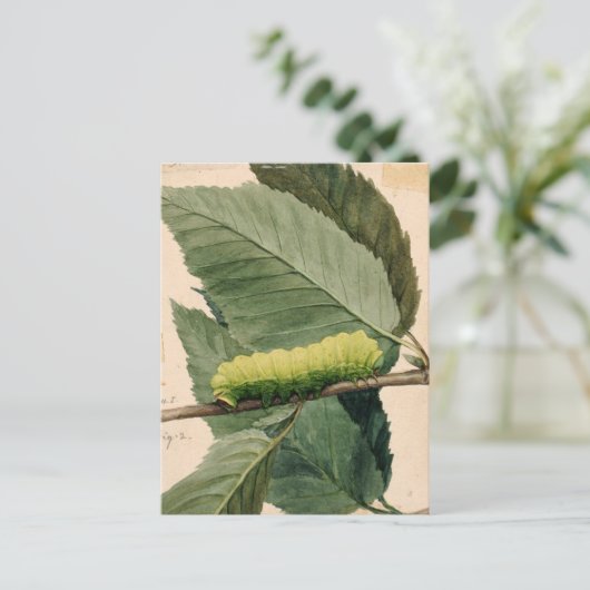 Raupe Lunar | Abbott Handerson Thayer Postkarte (Stehend Vorderseite)