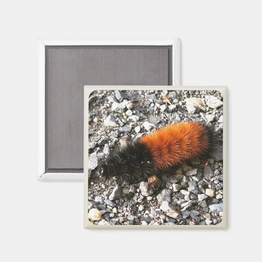 Raupe Magnet (Vorderseite/Rückseite)