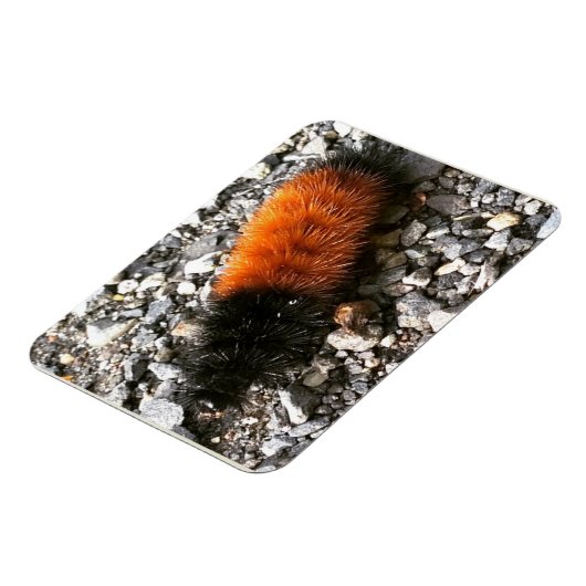 Raupe Magnet (Linke Seite)