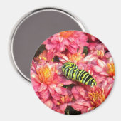 Raupe Magnet (Vorderseite/Rückseite)