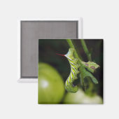 Raupe-Magnet Magnet (Vorderseite/Rückseite)