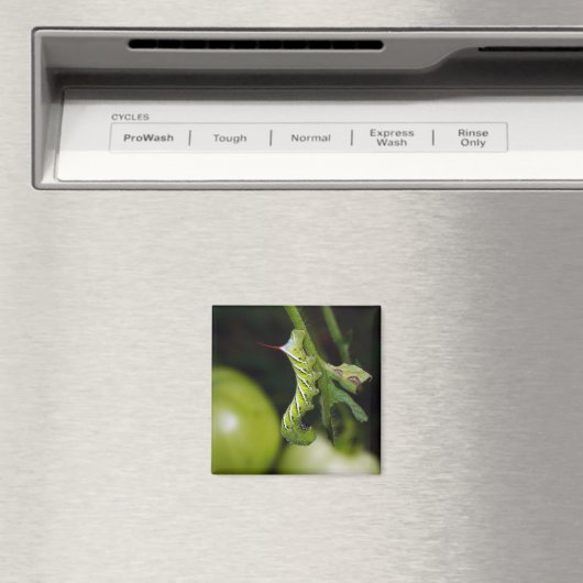 Raupe-Magnet Magnet (In Situ (Geschirrspüler))