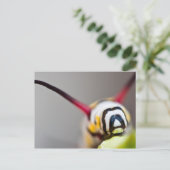 Raupe Makro Postkarte (Stehend Vorderseite)