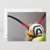 Raupe Makro Postkarte (Vorne/Hinten)