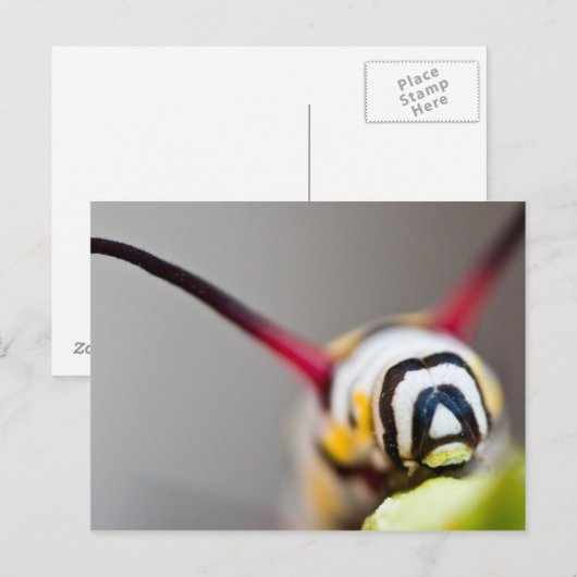 Raupe Makro Postkarte (Vorne/Hinten)