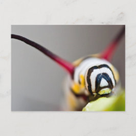 Raupe Makro Postkarte