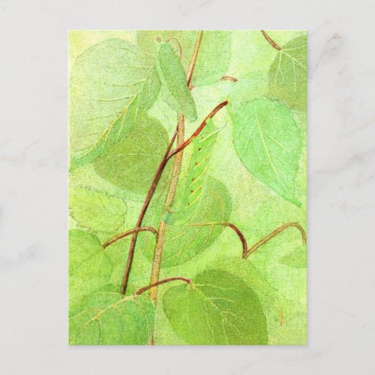 Raupe Malerei Postkarte (Vorderseite)