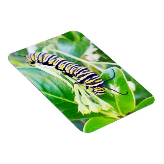 Raupe Munching Monarch Magnet (Rechte Seite)