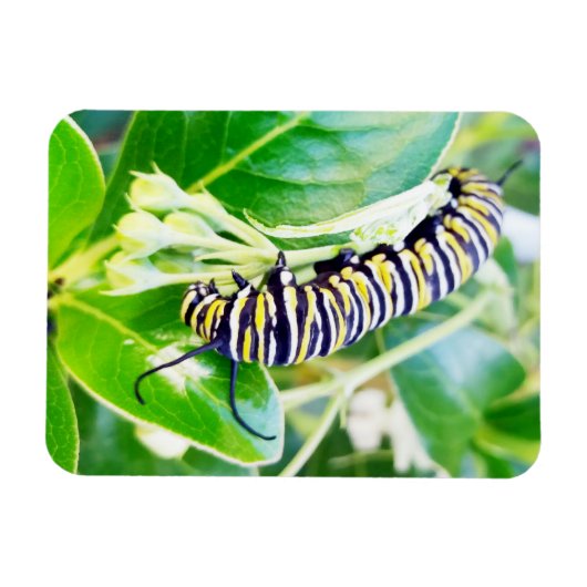 Raupe Munching Monarch Magnet (Horizontal)