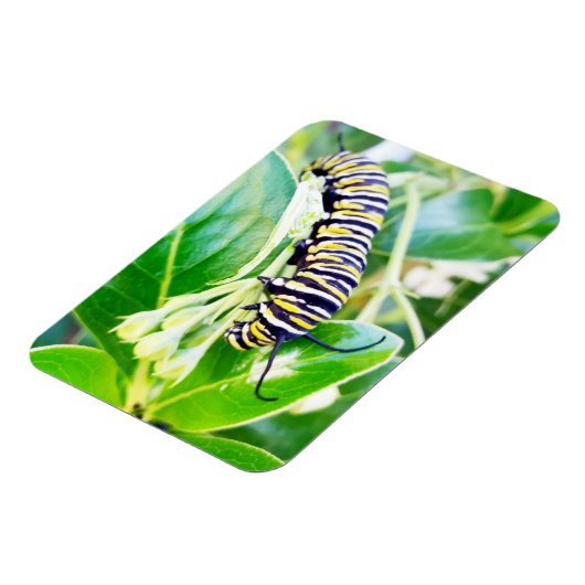 Raupe Munching Monarch Magnet (Linke Seite)