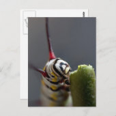 Raupe Nah Postkarte (Vorne/Hinten)
