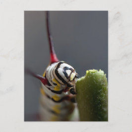 Raupe Nah Postkarte