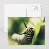 Raupe Nah und persönlich Postkarte (Vorne/Hinten)