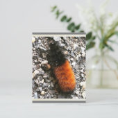 Raupe Postkarte (Stehend Vorderseite)