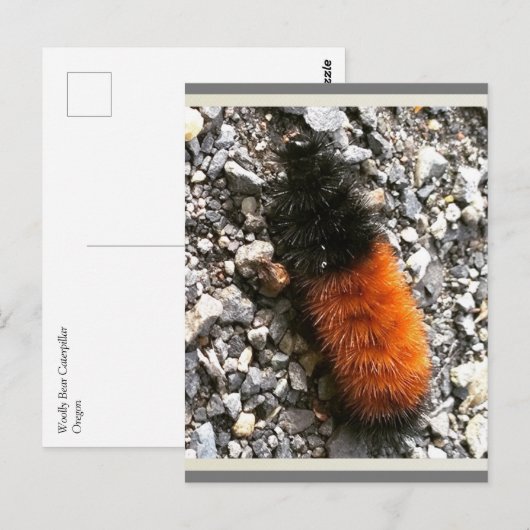 Raupe Postkarte (Vorne/Hinten)