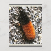 Raupe Postkarte (Vorderseite)