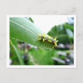 Raupe Postkarte (Vorderseite)