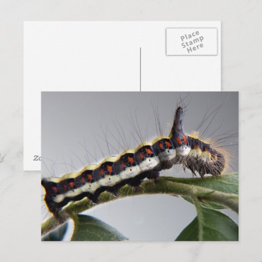 Raupe Postkarte (Vorne/Hinten)