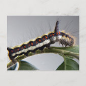 Raupe Postkarte (Vorderseite)